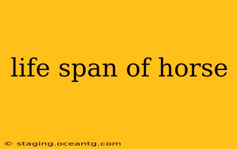 life span of horse