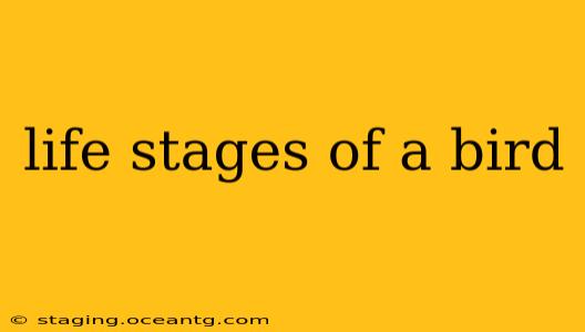 life stages of a bird