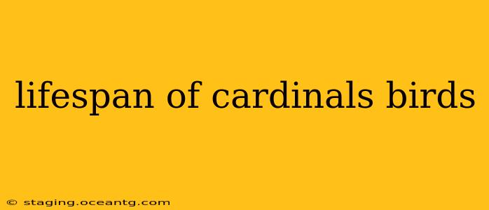 lifespan of cardinals birds