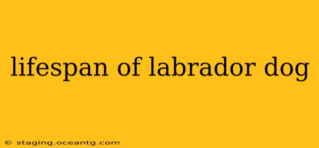 lifespan of labrador dog