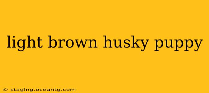 light brown husky puppy