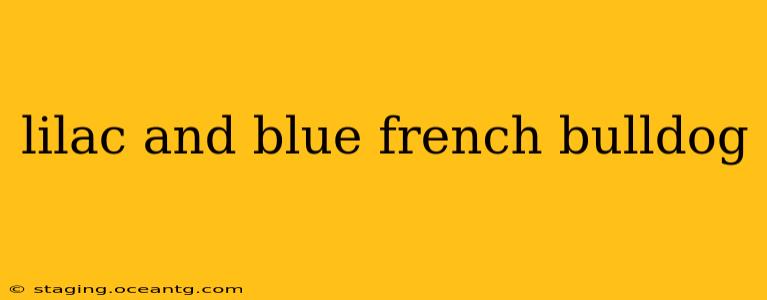 lilac and blue french bulldog