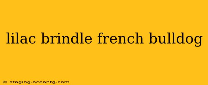 lilac brindle french bulldog