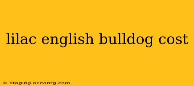lilac english bulldog cost