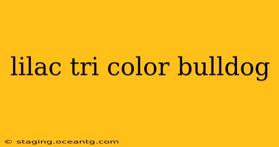 lilac tri color bulldog