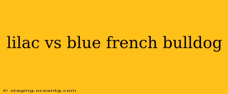 lilac vs blue french bulldog