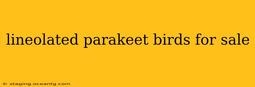 lineolated parakeet birds for sale