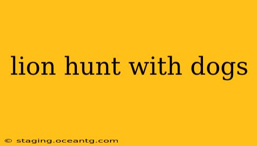 lion hunt with dogs