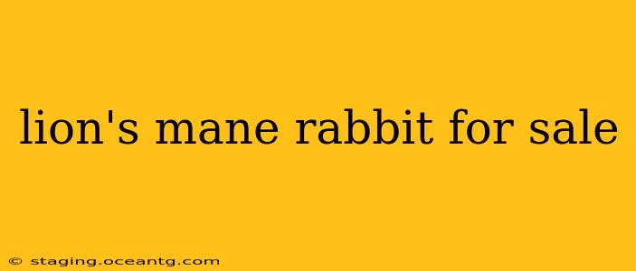 lion's mane rabbit for sale