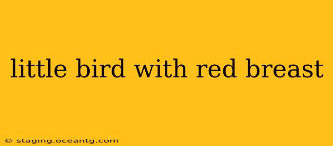little bird with red breast
