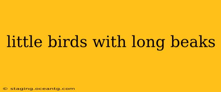 little birds with long beaks