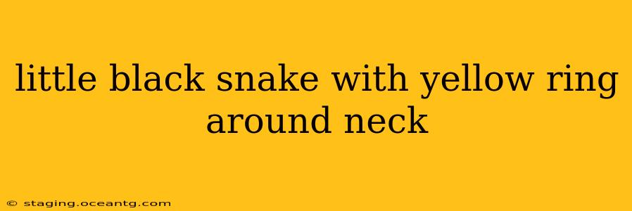 little black snake with yellow ring around neck