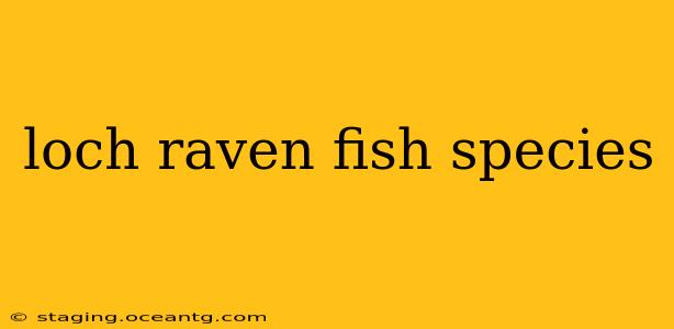 loch raven fish species