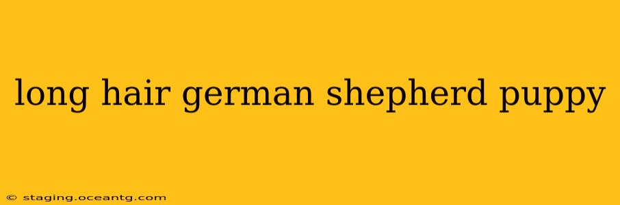long hair german shepherd puppy