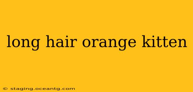 long hair orange kitten