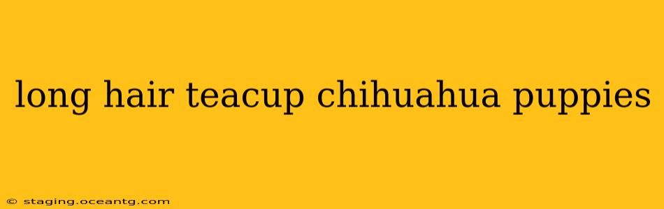 long hair teacup chihuahua puppies