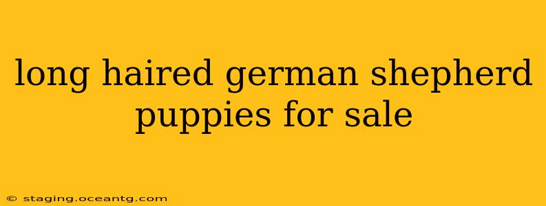 long haired german shepherd puppies for sale