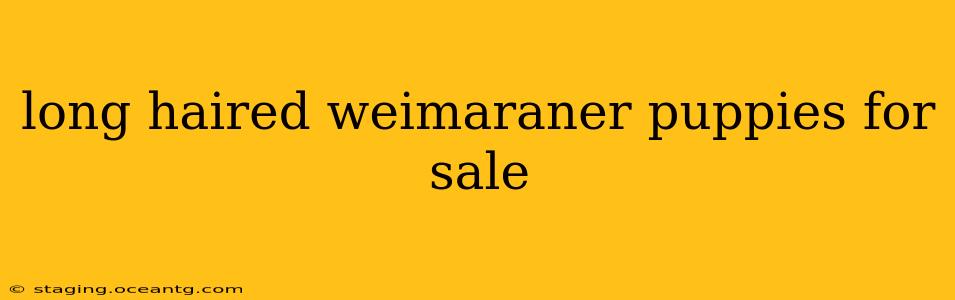 long haired weimaraner puppies for sale