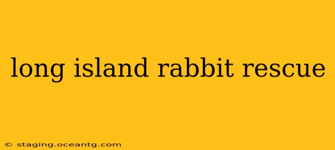 long island rabbit rescue