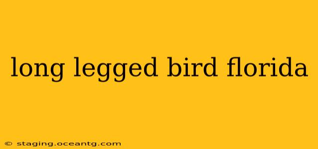 long legged bird florida
