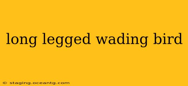 long legged wading bird