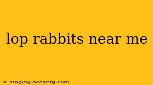 lop rabbits near me