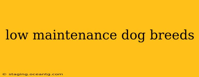 low maintenance dog breeds