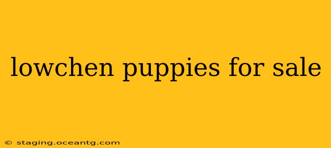 lowchen puppies for sale