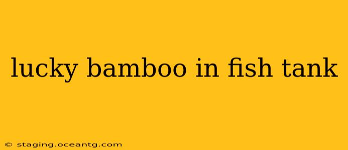 lucky bamboo in fish tank