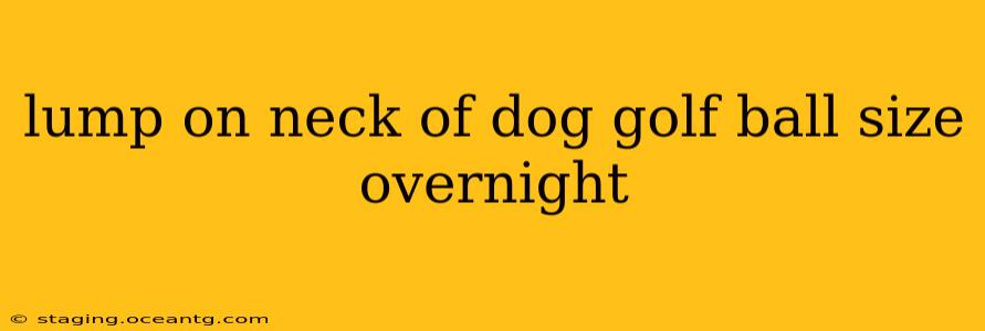 lump on neck of dog golf ball size overnight