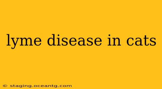 lyme disease in cats