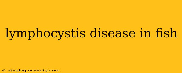 lymphocystis disease in fish