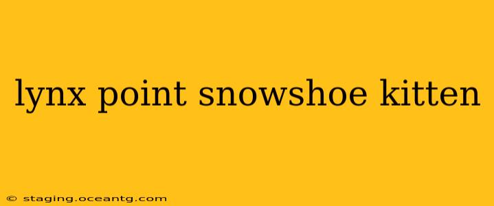 lynx point snowshoe kitten