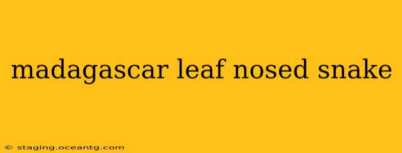 madagascar leaf nosed snake