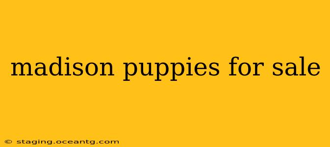madison puppies for sale