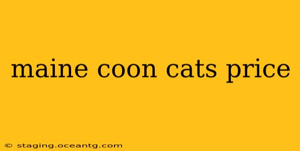 maine coon cats price