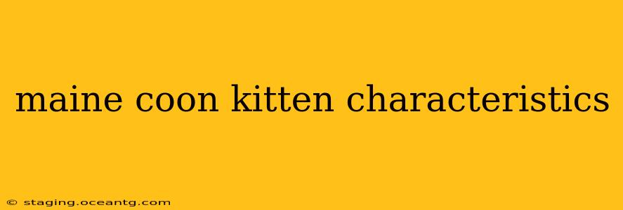 maine coon kitten characteristics