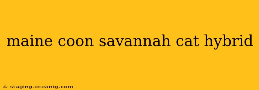maine coon savannah cat hybrid