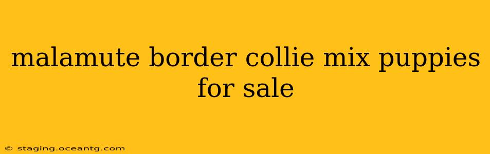 malamute border collie mix puppies for sale