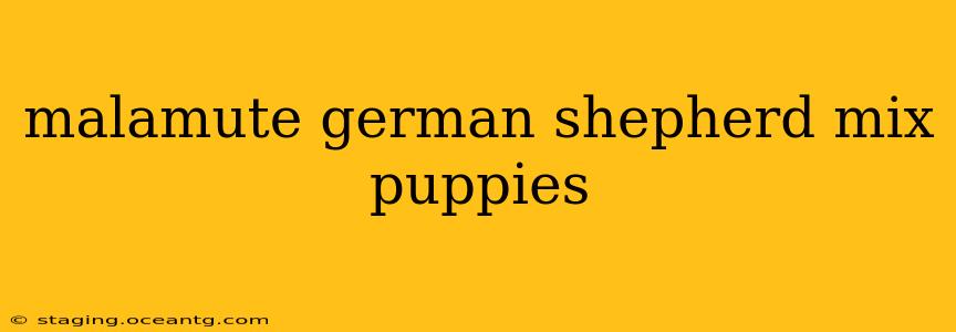 malamute german shepherd mix puppies
