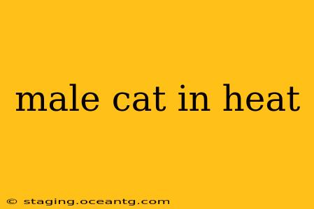 male cat in heat