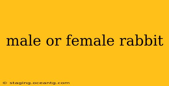 male or female rabbit