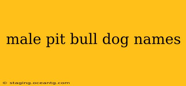 male pit bull dog names