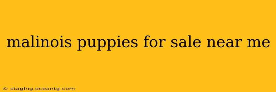 malinois puppies for sale near me