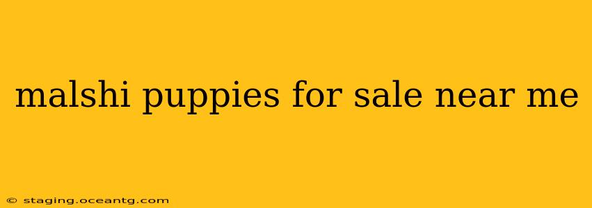 malshi puppies for sale near me