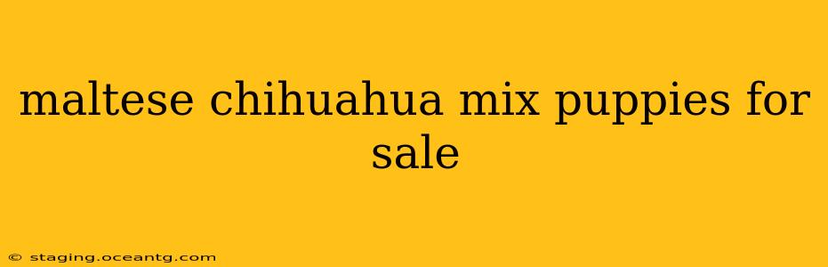 maltese chihuahua mix puppies for sale