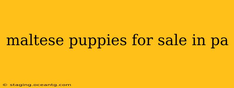 maltese puppies for sale in pa