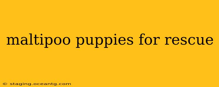 maltipoo puppies for rescue