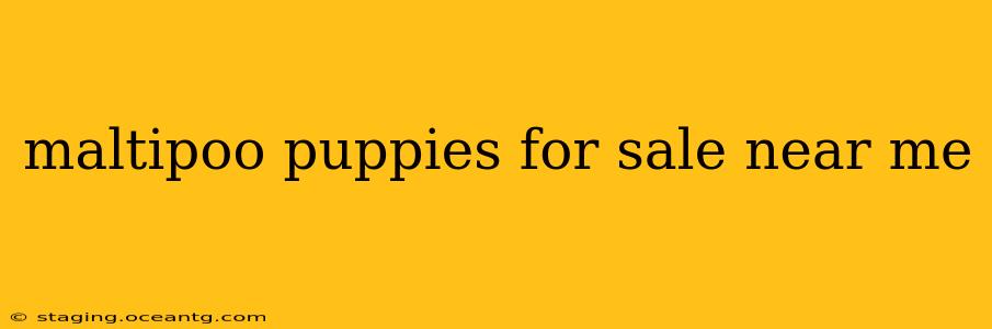 maltipoo puppies for sale near me