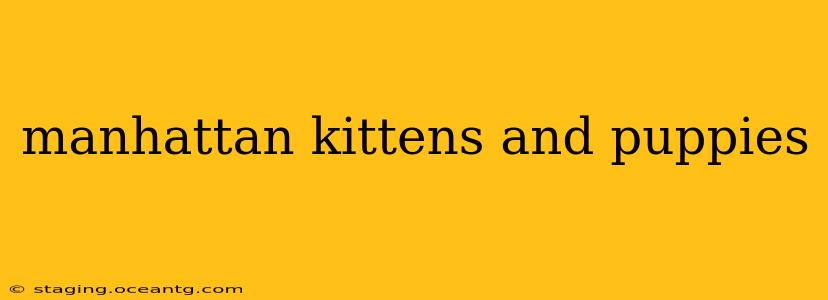 manhattan kittens and puppies